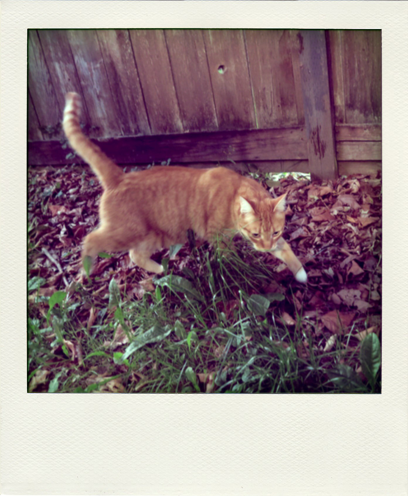 An orange tabby cat leaping in the grass.